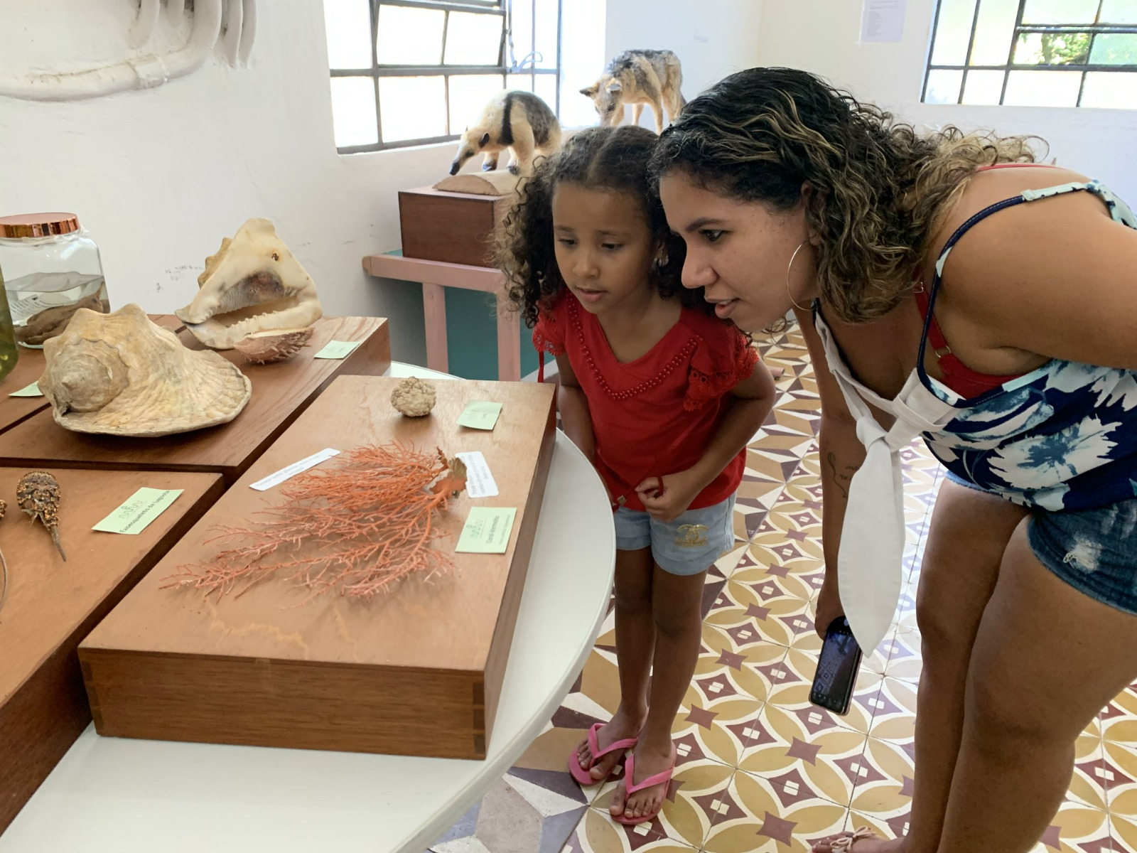Exposição reúne pela primeira vez em Pacoti animais da Coleção do Museu de História Natural do Ceará
