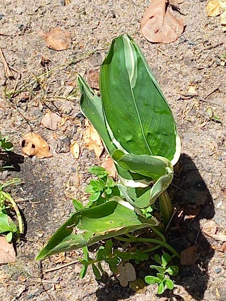 Ararutando: valorizando saberes ancestrais